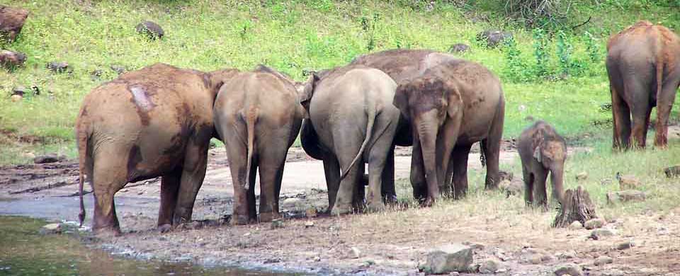 Periyar Lake